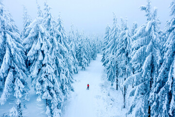 Winter im schneebedeckten Wald