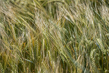 wheat field in spring time