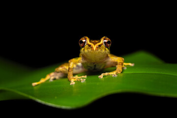 Pristimantis cruentus is a species of frog in the family Strabomantidae, sometimes known as the Chiriqui robber frog. It is found in Costa Rica, Panama, and north-western Colombia