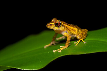 Pristimantis cruentus is a species of frog in the family Strabomantidae, sometimes known as the Chiriqui robber frog. It is found in Costa Rica, Panama, and north-western Colombia