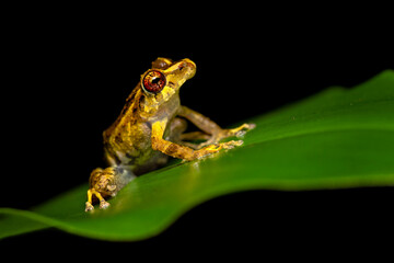 Pristimantis cruentus is a species of frog in the family Strabomantidae, sometimes known as the...