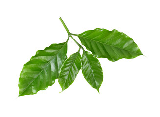 Arabica coffee leaf transparene png