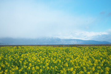 Fototapeta premium 菜の花畑