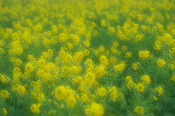 Obraz premium flowers