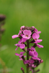 Fototapeta premium Vertical closeup on a purple wallfwloer, Erisymum cheiri, against a green blurred background