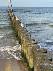 Fototapeta premium A wooden breakwater on the Baltic Sea protecting the shore from the waves