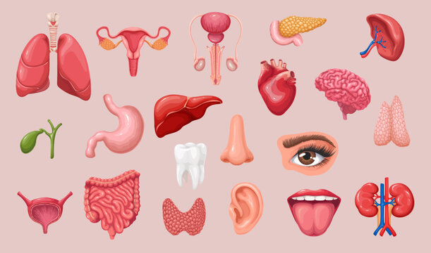 Healthy Internal Organs Of Digestive, Urinary, Male And Female Reproductive System, Sense Organs And Brain In Medical Collection. Cartoon Anatomy Of Human Body Set Vector Illustration.