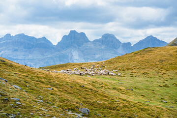 Flock of sheep in mountain landscape, Spanish Pyrenees