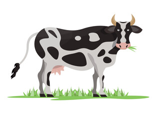 Black and white cow eating grass. Farm animal. Farming, agriculture concept. Flat vector illustration.