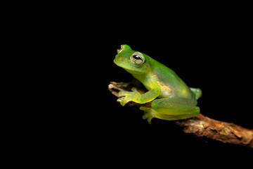 Teratohyla spinosa (common name: spiny Cochran frog) is a species of frog in the family Centrolenidae. It is found in the Pacific lowlands