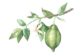 Green unripe lemon on a branch with a flower. Watercolor illustration. Isolated on a white background. For design stickers, nature prints, kitchen accessories, product packaging with citrus.