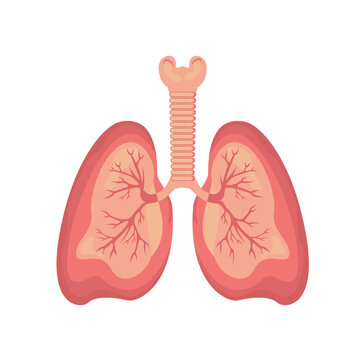 Lungs Human Respiratory Organ Medical Healthcare Isolated PNG Illustration