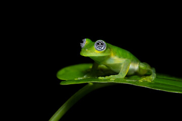 Sachatamia ilex is a species of frog in the family Centrolenidae. Common name Limon giant glass frog and it is also known as the ghost glass frog.