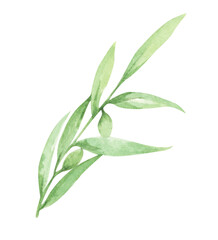 Fototapeta premium Watercolor olive branch with leaves and fruits. Floral illustration for design, print, fabric or background.
