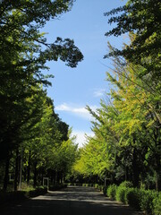 日本の初秋、うっすらと色付き始めたイチョウの並木道