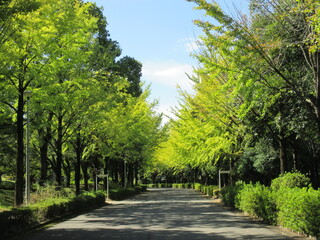 日本の初秋、うっすらと色付き始めたイチョウの並木道