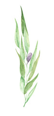Watercolor olive branch with leaves and fruits. Floral illustration for design, print, fabric or background.