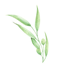 Watercolor olive branch with leaves and fruits. Floral illustration for design, print, fabric or background.