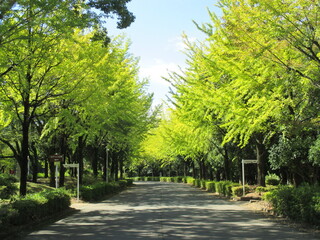 Fototapeta na wymiar 日本の初秋、うっすらと色付き始めたイチョウの並木道