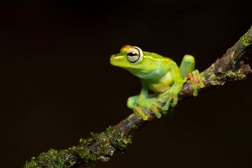 Canal Zone tree frog (Boana rufitela) is a species of frog in the family Hylidae found in the Caribbean lowlands of eastern Nicaragua, Costa Rica, and central Panama