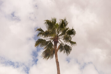 Palm tree against blue sky