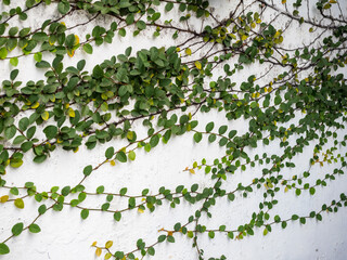 Old plaster wall with vines climing.