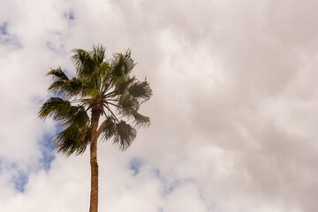 Coconut palm tree against blue sky