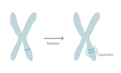 The mutation site on chromosome that showed the duplication mutation type