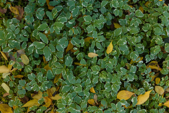 euonymus or wintercreeper variegated foliage, green leaves with white border, ornamental garden plant, decorative spindle tree or shrub