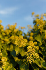 Natural background, foliage texture, leaves of blooming evergreen ivy bush in spring on blue sky background