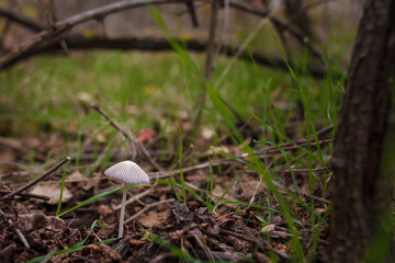 Soft focused shot of tiny forest mushroom on dry autumn leaves and grass background. Fall wild nature