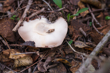 White champignon in autumn forest among dry leaves. Seasonal mushrooms in the woods. Fall nature, healthy organic food concept.