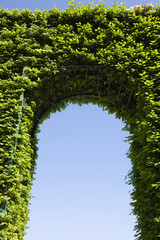 Arch of green ivy