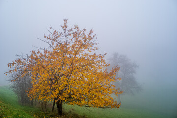 kirschbaum mit bunten blättern im nebel