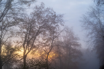 Fototapeta na wymiar Bäume im Nebel zum Sonnenaufgang, geringe schärfe durch nebel