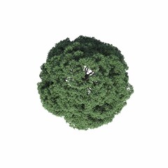 tree top view, isolated on white background, 3D illustration, cg render