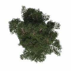 Fototapeta premium tree top view, isolated on white background, 3D illustration, cg render