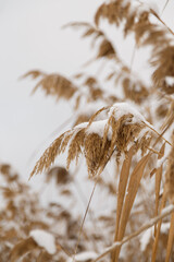 beautiful dry brown reeds covered with snow by snowfall, winter landscape background, close up shot of stems with foliage and fronds