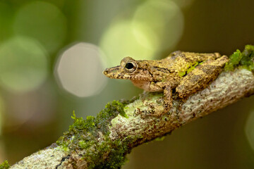 Obraz premium Scinax boulengeri (commonly known as Boulenger's snouted tree frog) is a species of frog in the family Hylidae. It is found in Colombia, Costa Rica, Nicaragua, Panama