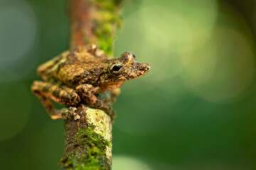 Scinax boulengeri (commonly known as Boulenger's snouted tree frog) is a species of frog in the family Hylidae. It is found in Colombia, Costa Rica, Nicaragua, Panama
