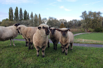 schafe auf dem rheindeich