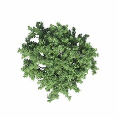 Obraz premium tree top view, isolated on white background, 3D illustration, cg render