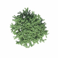 tree top view, isolated on white background, 3D illustration, cg render