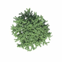 Obraz premium tree top view, isolated on white background, 3D illustration, cg render