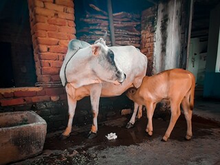 Cow feeding milk to her child