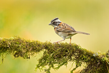 Rufous-collared sparrow or Andean sparrow (Zonotrichia capensis) is an American sparrow found in a wide range of habitats, often near humans, from the extreme south-east of Mexico