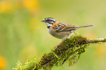 Rufous-collared sparrow or Andean sparrow (Zonotrichia capensis) is an American sparrow found in a wide range of habitats, often near humans, from the extreme south-east of Mexico