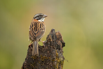 Rufous-collared sparrow or Andean sparrow (Zonotrichia capensis) is an American sparrow found in a wide range of habitats, often near humans, from the extreme south-east of Mexico