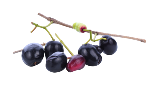 Jambolan plum or Java plum isolated  transparene png