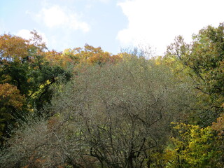 Fototapeta premium 熊本県阿蘇郡南小国町、マゼノ渓谷の美しい紅葉の風景